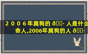 ２００６年属狗的 🕷 人是什么命人,2006年属狗的人 🕷 的命是什么